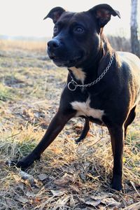 Portrait of dog on field