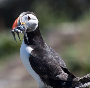 Close-up of bird perching