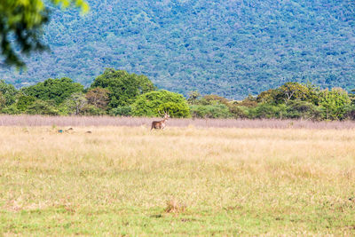 View of sheep walking on field