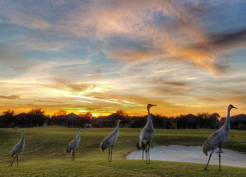 Flock of birds on field against sky at sunset