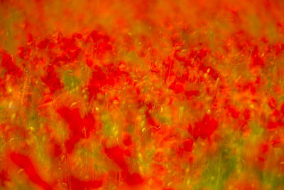 Full frame shot of orange red flowering plant