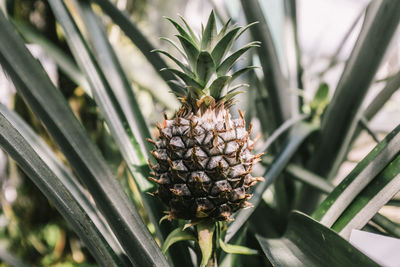 Close-up of pineapple growing on plant