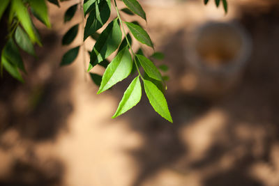 Close-up of plant