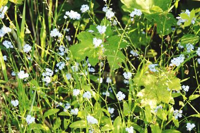 Close-up of white flowers