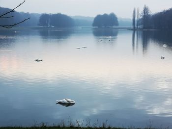 Swan floating on lake