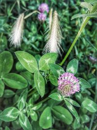 Close-up of purple flowers