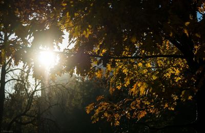 Sun shining through trees