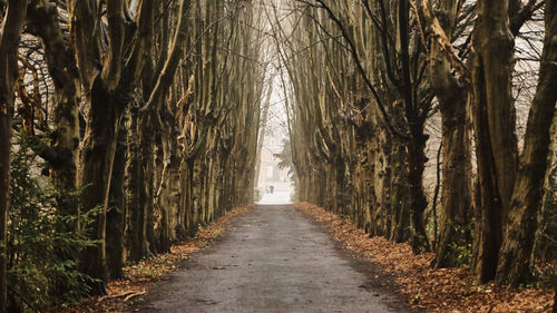 Dirt road amidst trees in forest