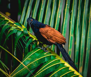 Close-up of bird perching on leaf