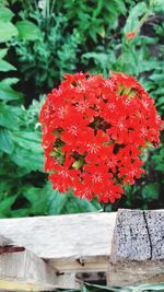 Close-up of red flowering plant in pot