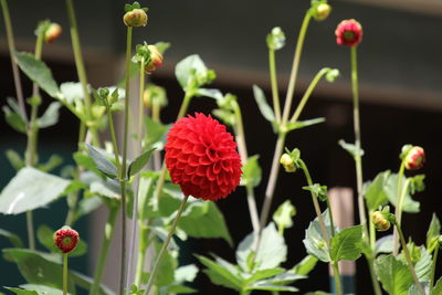 Close-up of red flowering plant