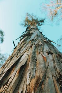 Low angle view of tree trunk against sky