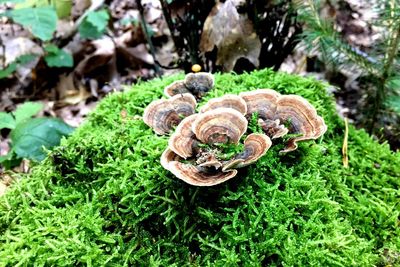 Close-up of mushroom growing on field