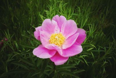 Close-up of pink flower