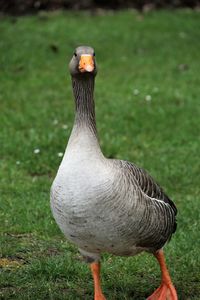 Close-up of a duck