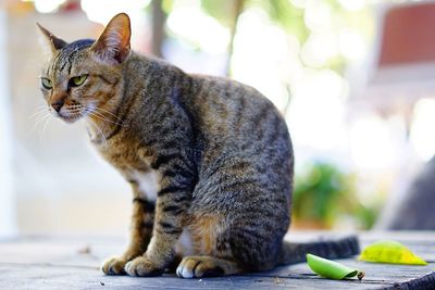 Close-up of cat sitting