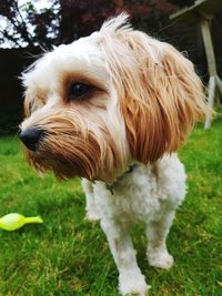 Close-up of a dog in garden