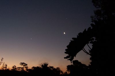 Low angle view of silhouette trees against sky at night