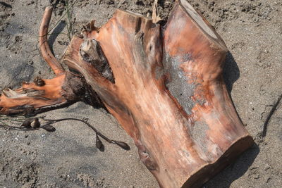 High angle view of driftwood on beach