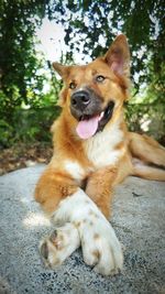 Portrait of dog sitting on tree