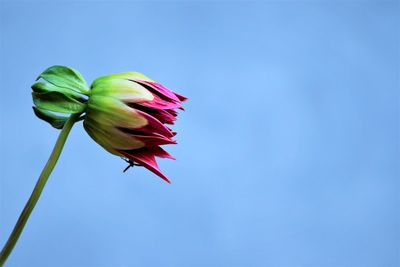 Close-up of pink flower