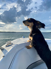 Dog on boat in sea against sky