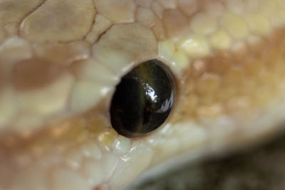 Extreme close-up of animal eye