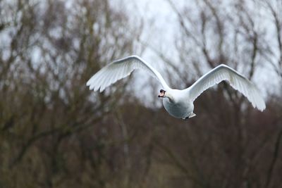 Mute swan flying
