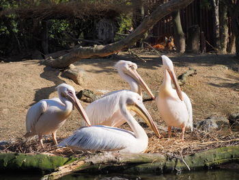 Swans in lake