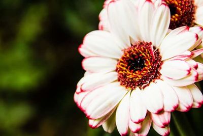 Close-up of white flower