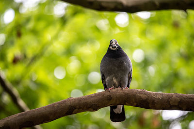 Close-up of bird perching on branch