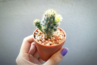 Cropped hand holding potted cactus against wall