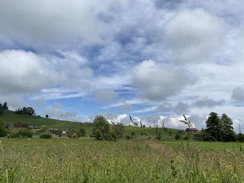 Scenic view of agricultural field against sky