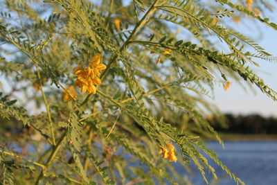 Yellow flowers by lake