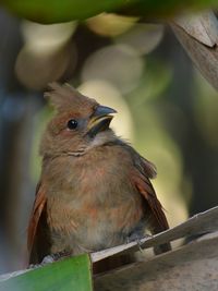 Close-up of fledgling cardinal bird perching outdoors