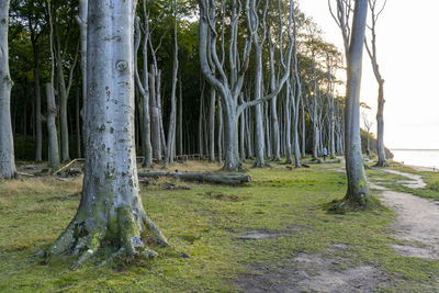 Trees growing in forest