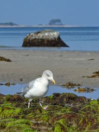 View of birds in water