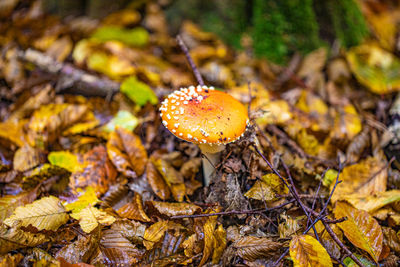Close-up of mushroom growing on field