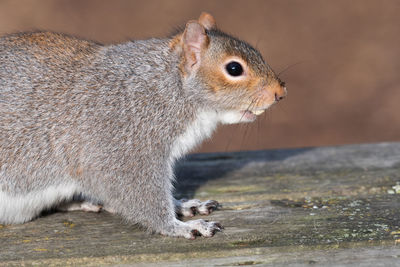 Portrait of a grey squirrel on a picnic table in the park.