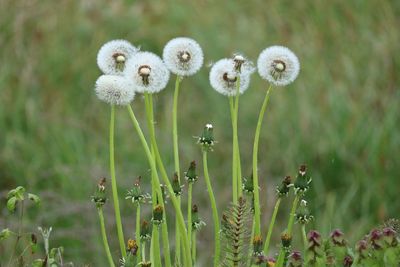 Close-up of flowers growing in field