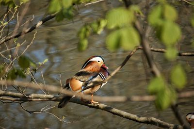 Bird perching on a tree