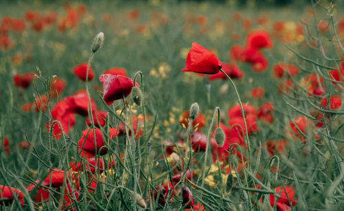 Selective focus photo of red poppy flowers in green field