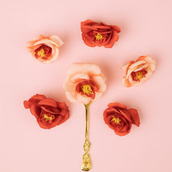 Close-up of roses against white background