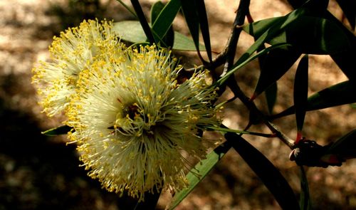 Close-up of flowers