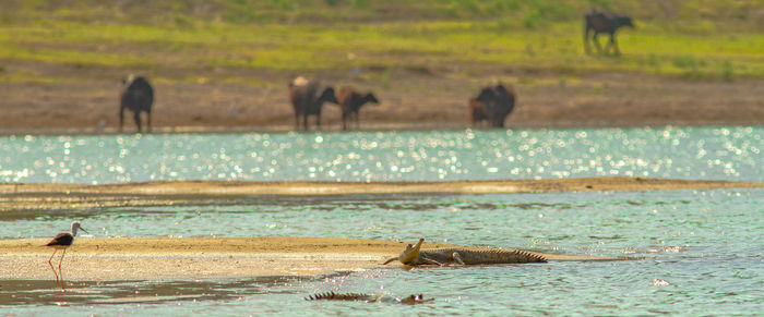 View of birds on beach