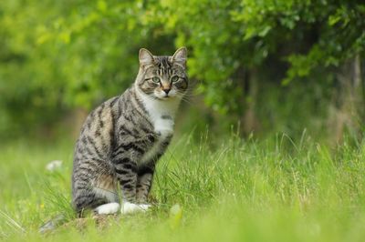 Cat sitting on field