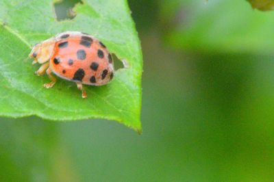 Close-up of ladybug on leaf