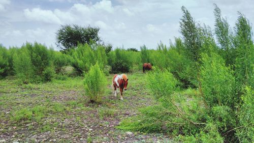 Trees on grassy field
