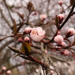 Close-up of cherry blossoms in spring