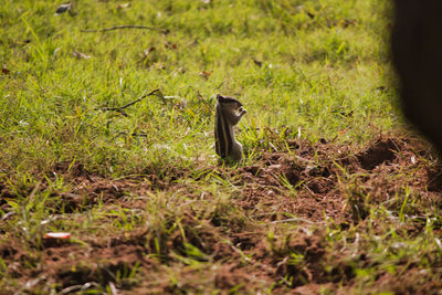 Side view of a bird on field